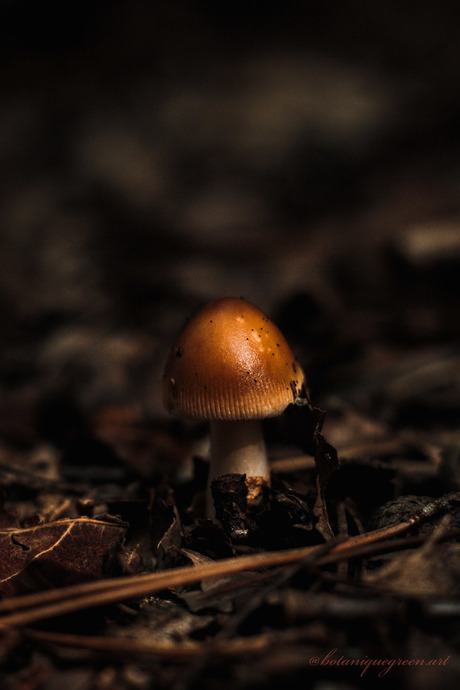 Eenzame paddestoel in het bos