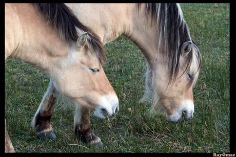 Grazende Paarden