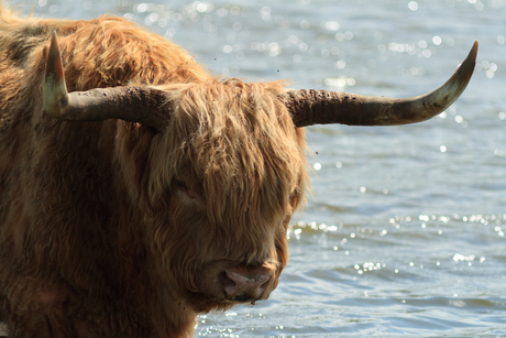 Schotse Hooglander