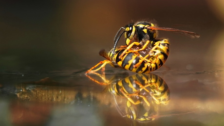 Wasps_fighting