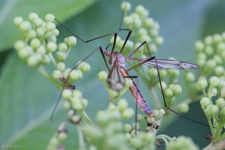 Mijn eerste macro-foto's.