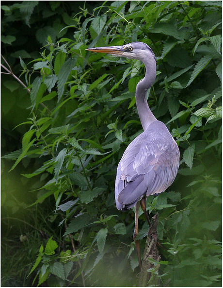 Reiger..................