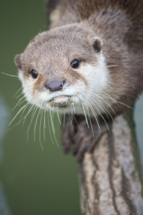 otter