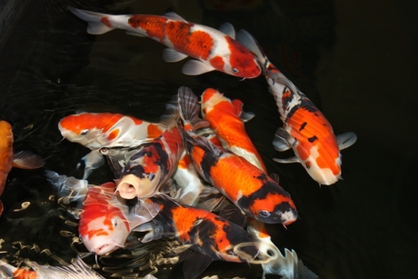 Koi