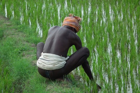 rijstarbeider