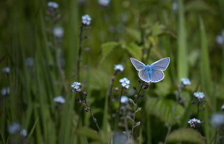 Blue between green