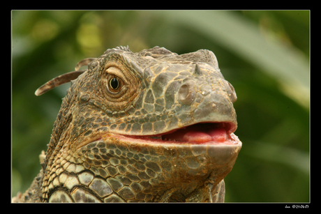 Iguana iguana