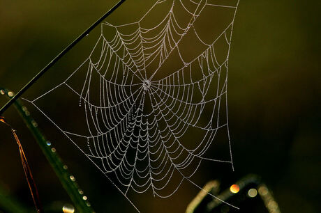 spinnenweb met druppels