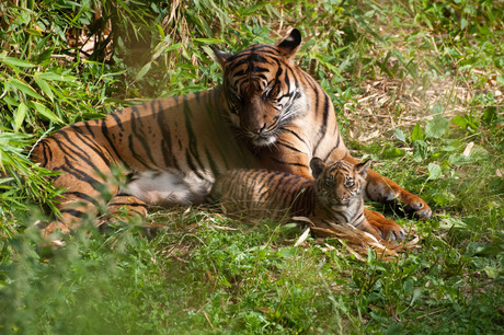 Tijger Alia met 1 van haar zoontjes