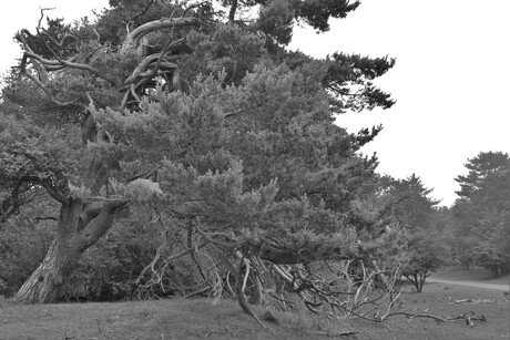 De enge boom in zw setting