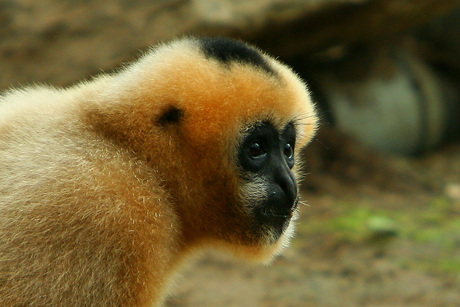 Gibbon kopje