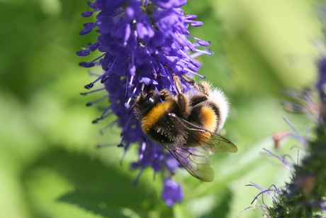 Zomaar een Hommel