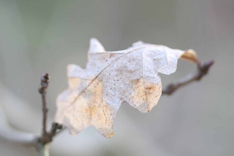 Licht door blad