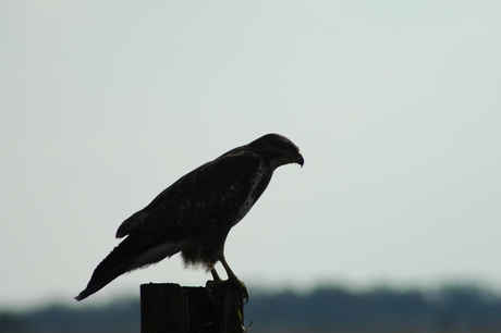 Buizerd