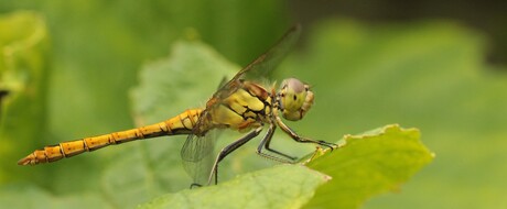 ook in eigen tuin..