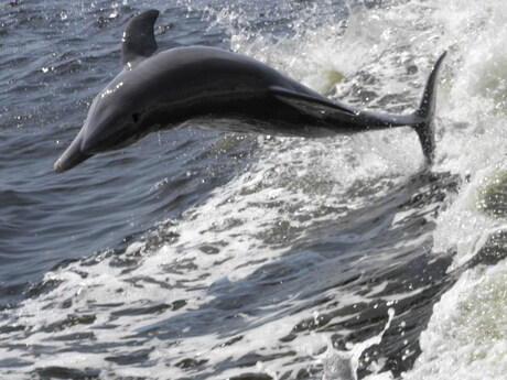 Sanibel Dolphin.JPG