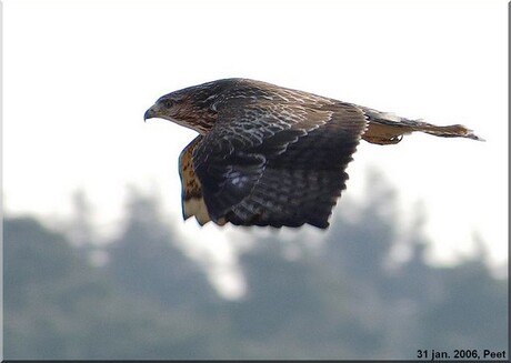 Buizerd