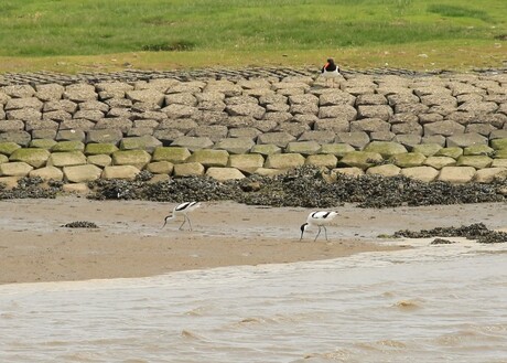 streunen op het strand