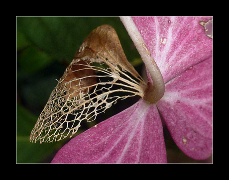 Hortensia