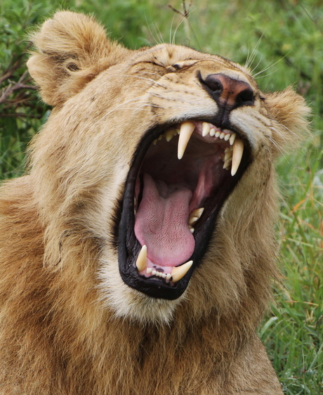 The lion yawns tonight