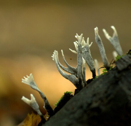 Geweizwam - Xylaria hypoxylon