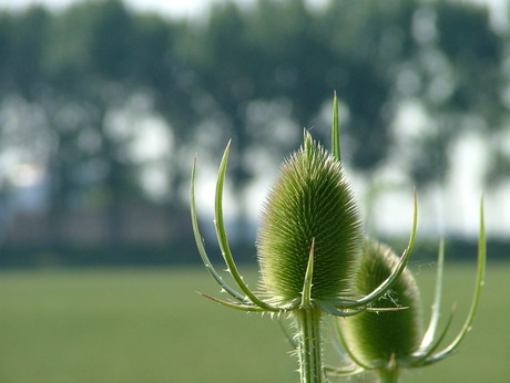 Distel