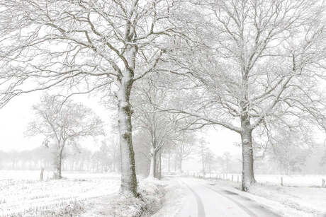 Eerste sneeuw in Limburg