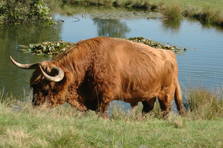 Schotse Hooglander 2