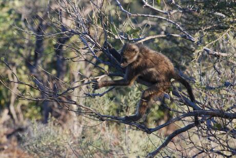 Baboon in het Krugerpark