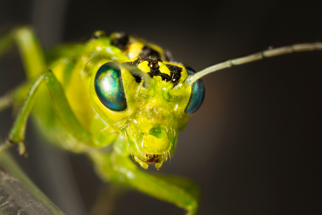 Groene bladwesp