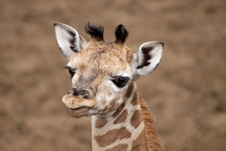 sjuul de nieuwste rothschildgiraffe