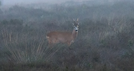 In de mist...