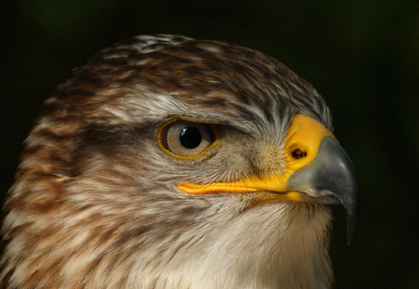 Koningsbuizerd