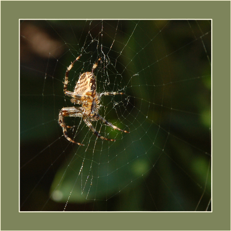 Spin in web