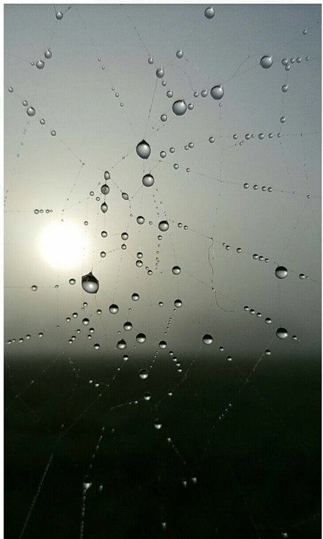 Dauwdruppels op een spinnenweb