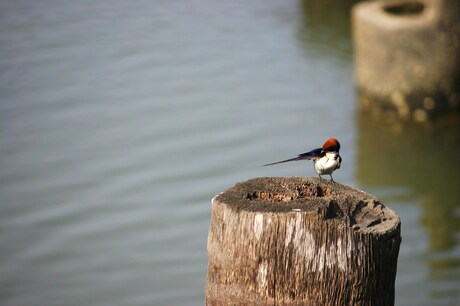 zwaluw wast zichzelf