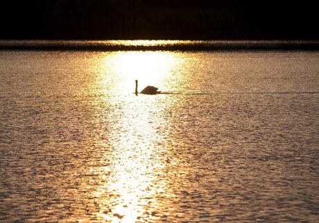 Zwaan in tegenlicht