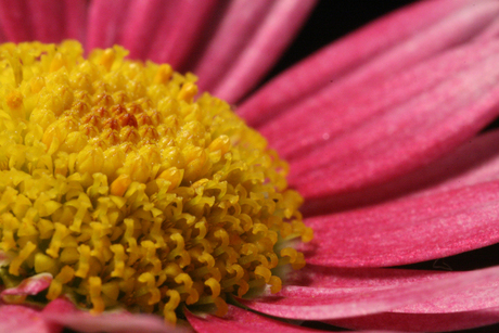 Roze margriet