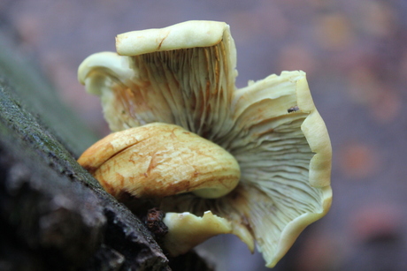 paddenstoel ondersteboven