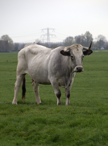 wij mogen ook weer naar buiten