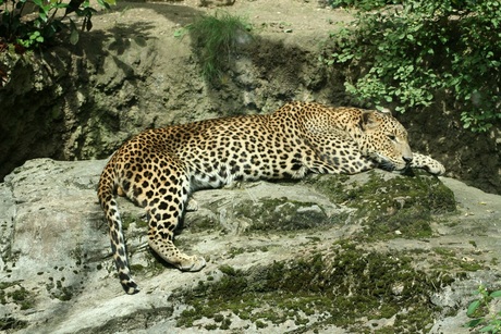 Sri Lanka Panter