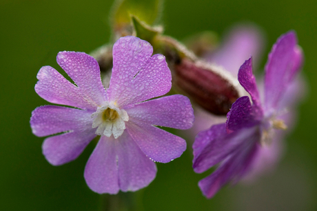 pink drops