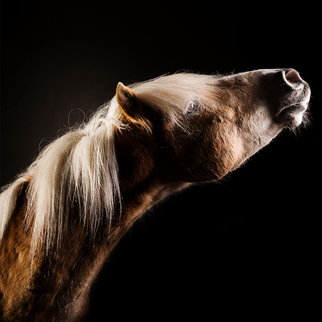 Studio portret paard