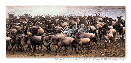 Migration, Masai Mara