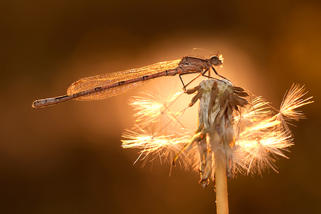 Golden evening!