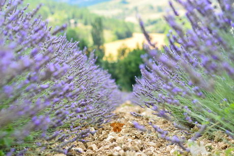 Parende vlinders tussen de lavendel