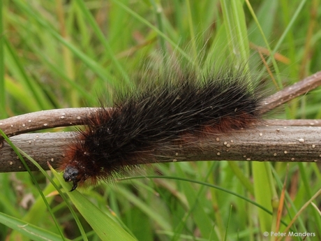 rups van de grote beer