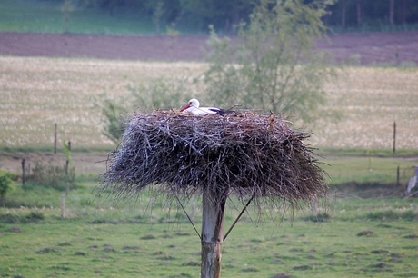 oievaar op nest