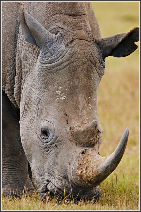 Neushoorn Amboseli