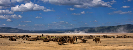 Panorama opname van groep Buffels Lake Nakuru ( Kenia )